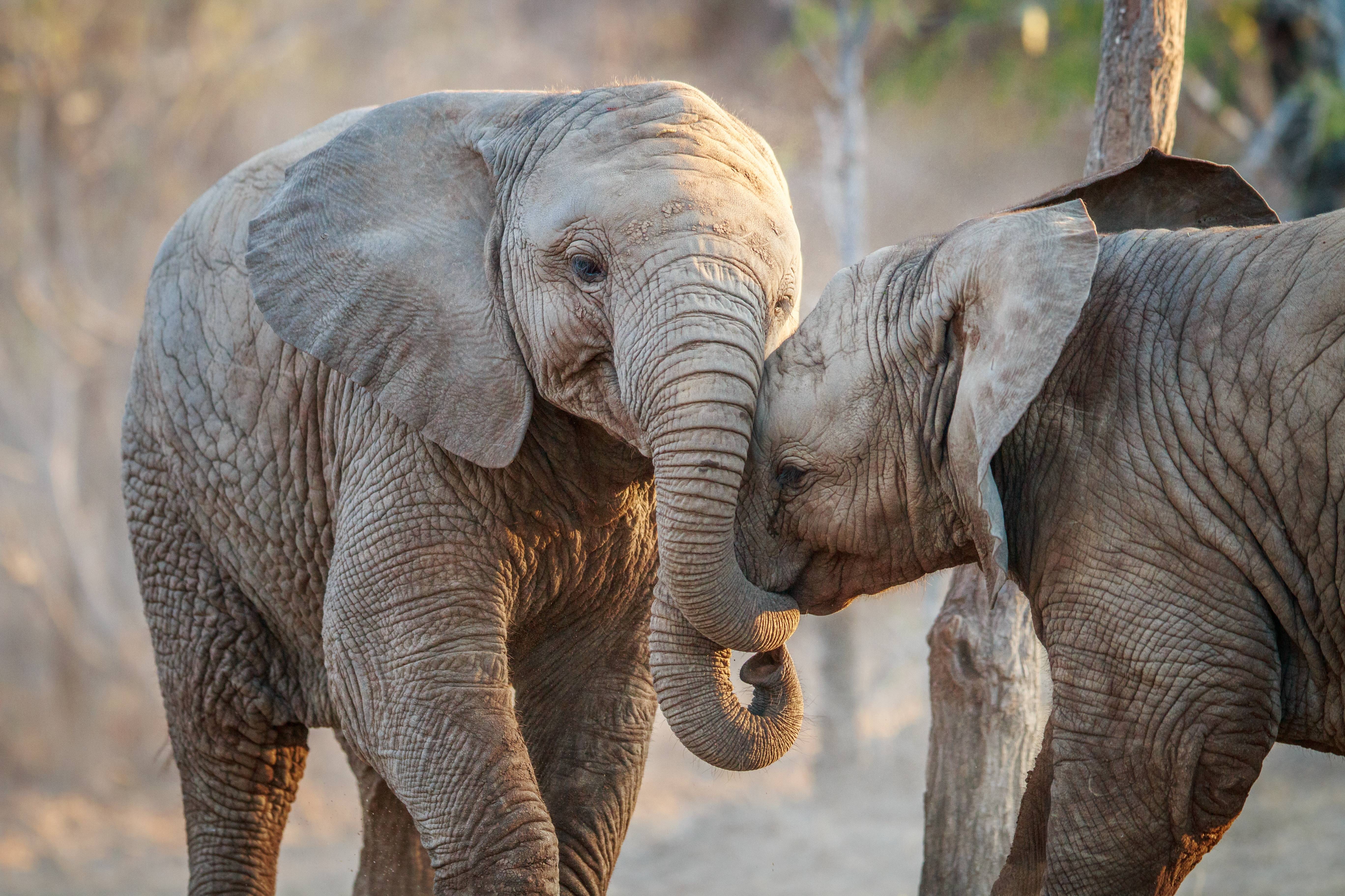 elefanten-im-kruger-nationalpark-suedaf.9nkwjkd4.jpg
