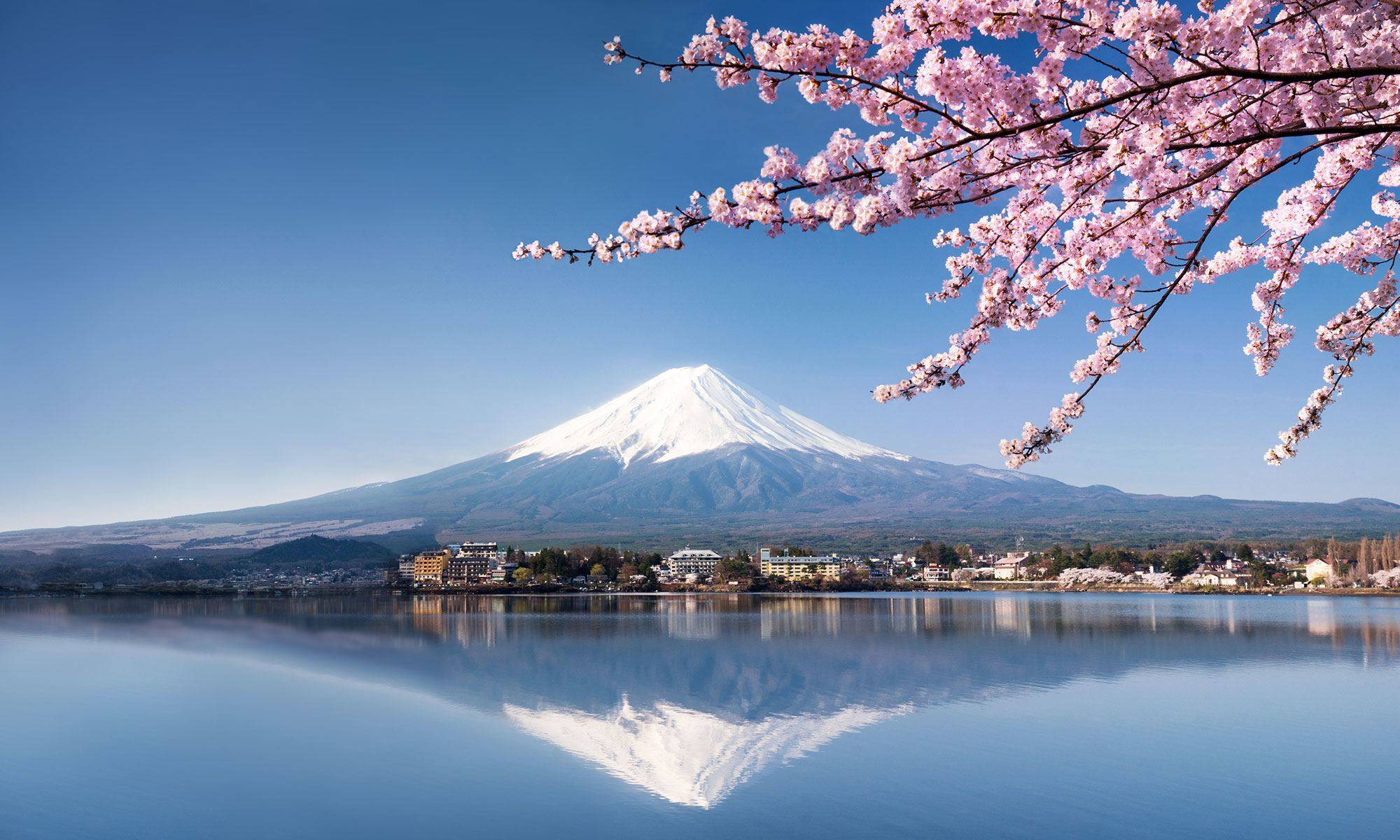 fuji-kirschbluete-japan.d95j9zzy.jpg