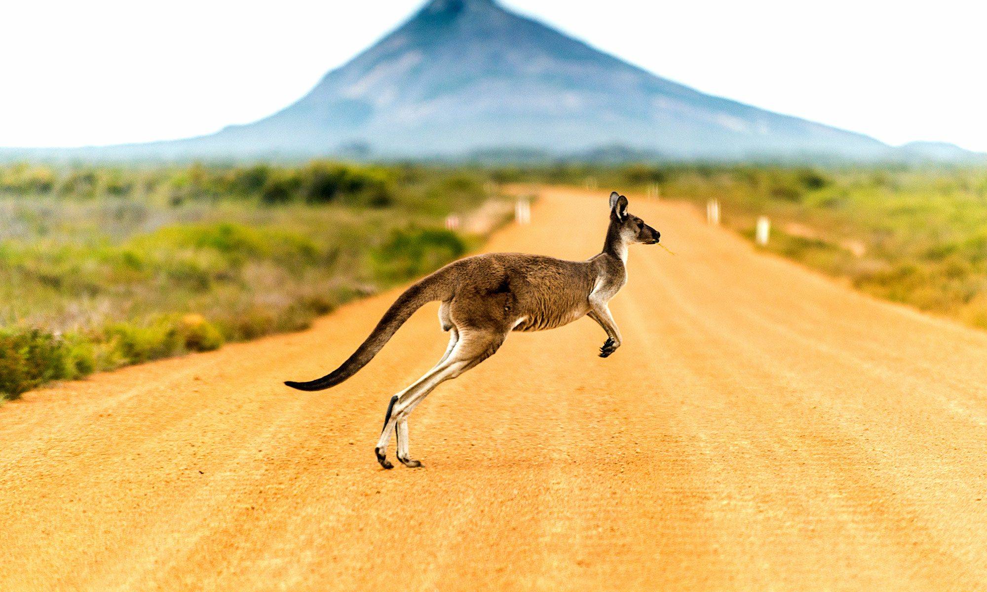 kaenguru-australien.8wsln7ve.jpg