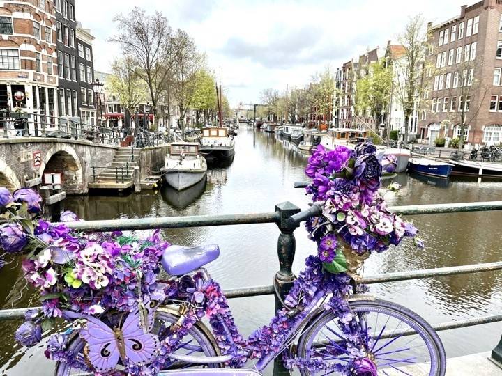 Fahrrad lila Amsterdam