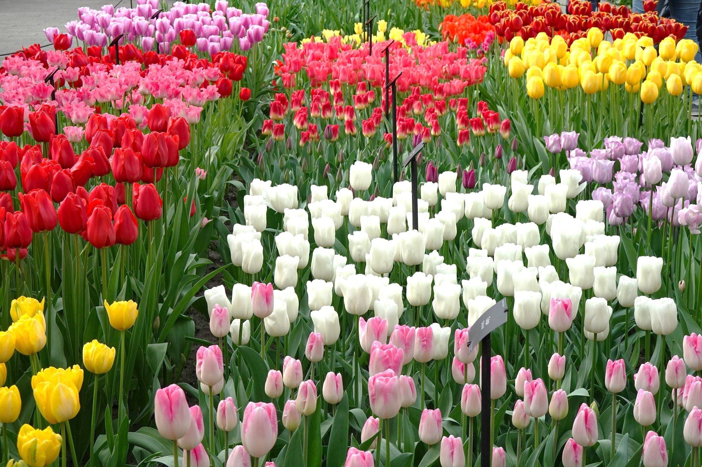 Holland Tulpen
